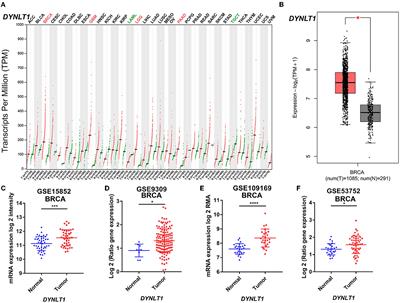 Identification of DYNLT1 associated with proliferation, relapse, and metastasis in breast cancer